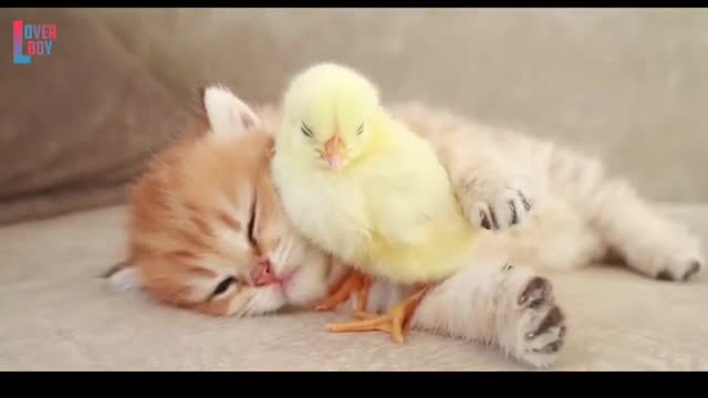 So cute😘cat and Hen baby video