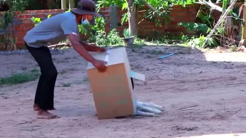 Dog prank