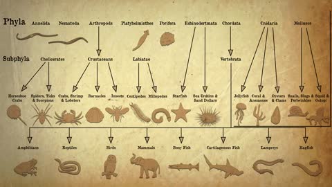Animal Evolution