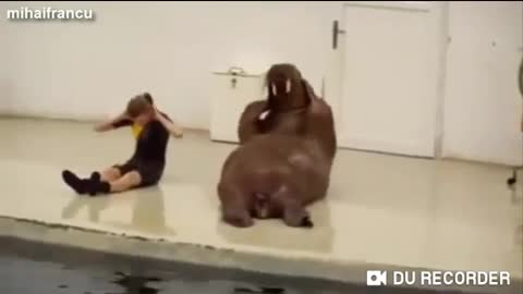 Have you seen dolphins exercise?