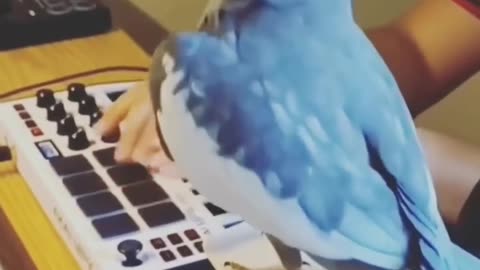 Beautiful Bird Adorable HD Photography By Nature.