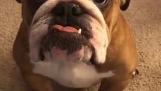 Bulldog makes a good deal