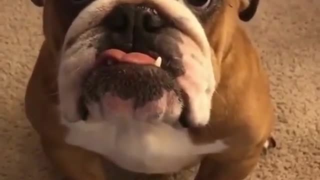 Bulldog makes a good deal
