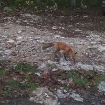 Little Red Fox