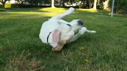 Cut dog