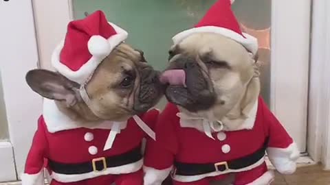 Christmas dog kiss