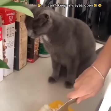 Fanny cat videos and kittycat video