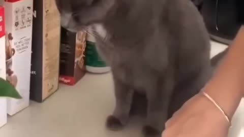 Fanny cat videos and kittycat video