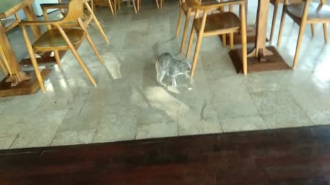 She really likes to play ball, so we play ball every morning
