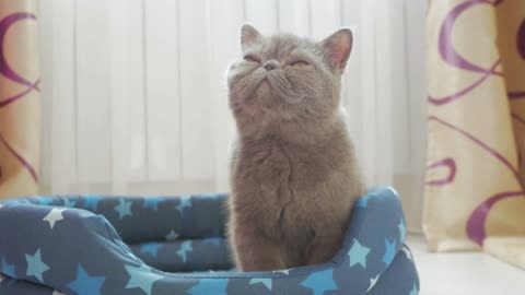 Sleeping grey cat in cat bed