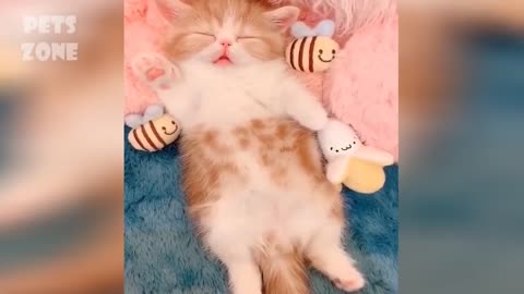 Must watch Funny Video Cute Cats and Dogs