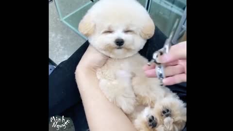 CUTE PETS SERIES: NEW HAIR FOR PUPPY