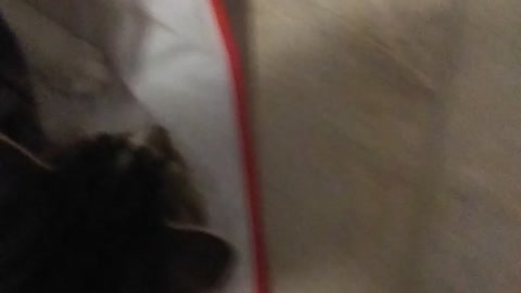 Kitten Refuses to leave Grocery Bag