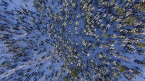 Forest tree snow