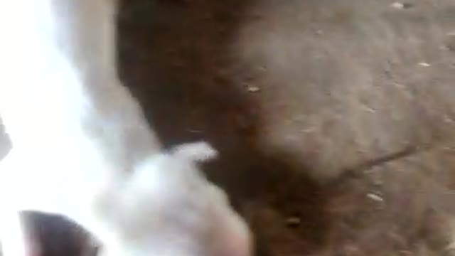 beautiful dogs