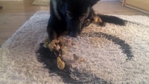 Quail chicks imprint on gentle German Shepherd guardian