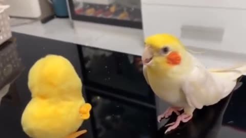 Yellow parrot🦜 reactions with twitter birds