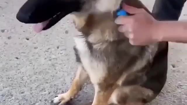 The Most Effective Way To Get Rid Of Those Annoying Fur And Lint!