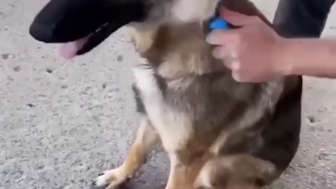 The Most Effective Way To Get Rid Of Those Annoying Fur And Lint!