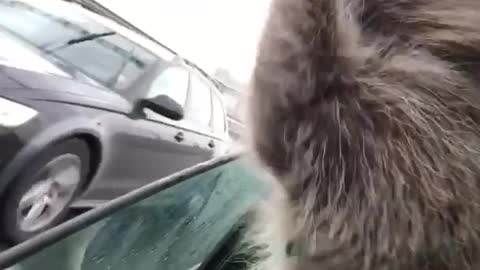 Raccoon sticking head out the window and waving at other cars