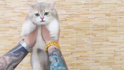 Very cute and tempting kitten