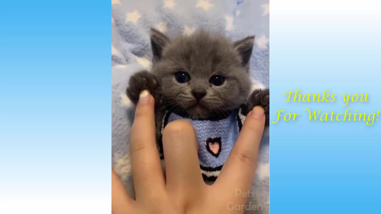 Cute Pets And Funny Animals Compilation #1m