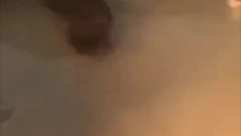 Cats Funny moments 😂
