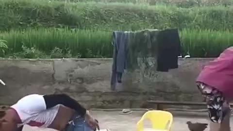 The battle between chickens and birds