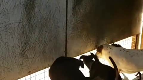 I love my dogs, they run the house!