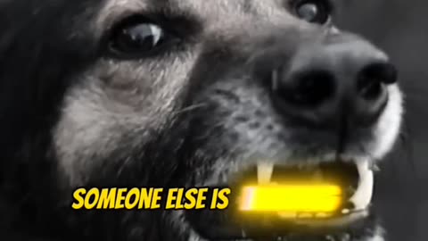 Facts regarding dogs