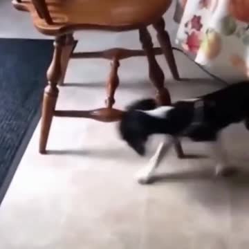 Dog is trying to catch the leash