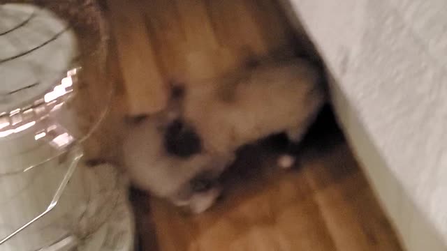 Casanova this morning