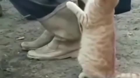 CATS BEING CUTE | OMG SO CUTE | VIDEO