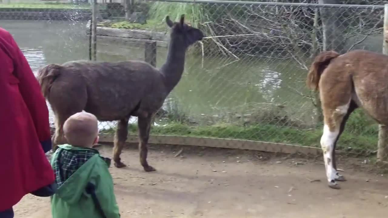 Liama spits in small kid face at zoo