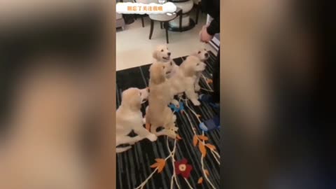 A Happy Golden Retriever Family