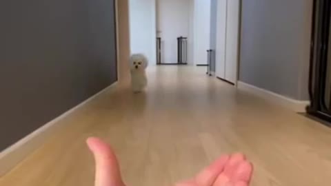 |Cutest Dog ever😘| Smartest Dog 🐶🐕| #rumble
