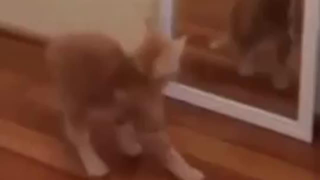 Funny Cat Scared Of Reflection 😗