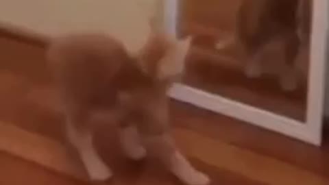 Funny Cat Scared Of Reflection 😗