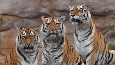One Tiger Family