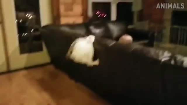 Funniest cats alive.
