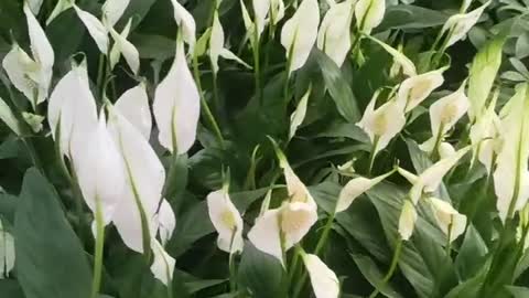 beautiful tulips