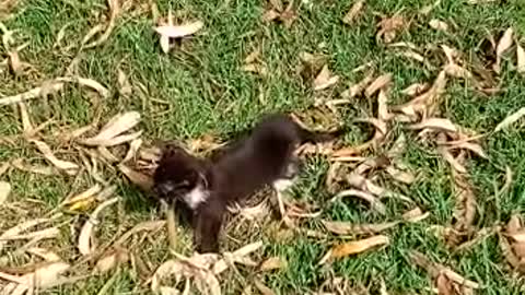 Baby cats_ cute and funny baby cats