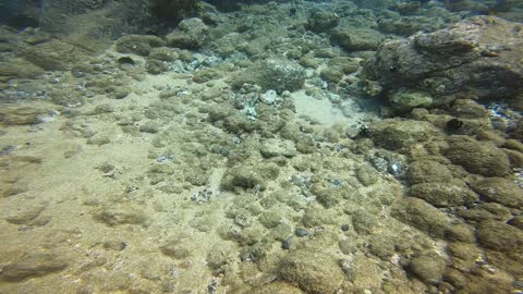 Hawaii Devil Scorpionfish
