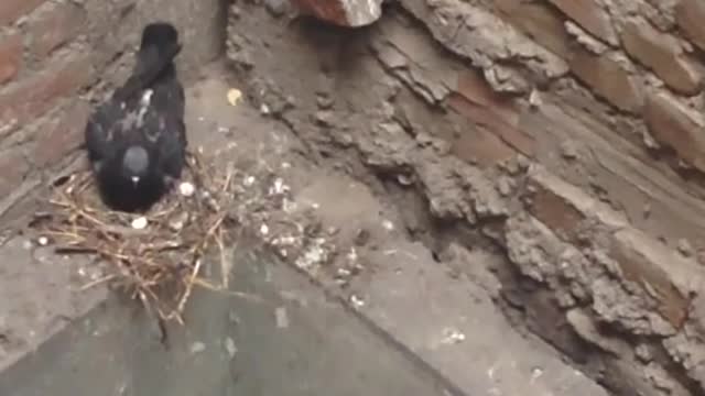See how the bird protects its children