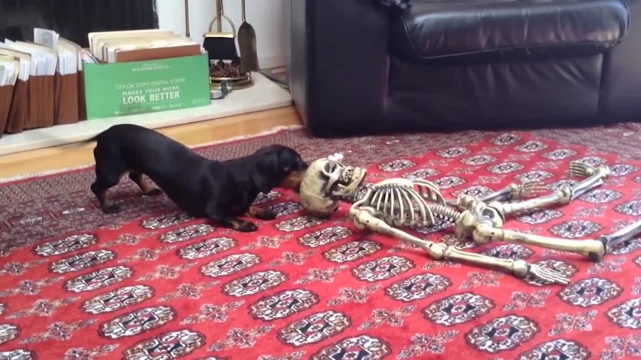 FUNNY Dogs Scared of Halloween Compilation ★ Funny Babies and Pet