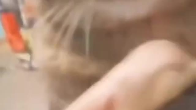 1.The amazing cat 💪💪