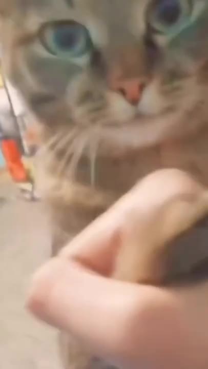 1.The amazing cat 💪💪