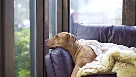 AnimalPetlove Funny Dog Videos 2021🤣