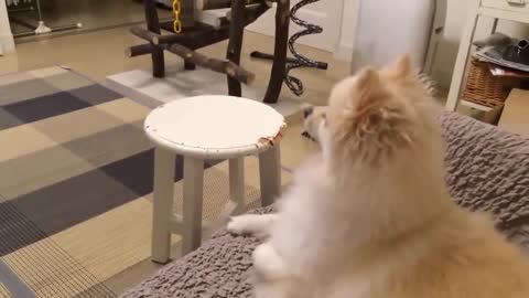 TOP 10 dog barking videos compilation 2016 ♥ Dog barking sound - Funny dogs.mp4