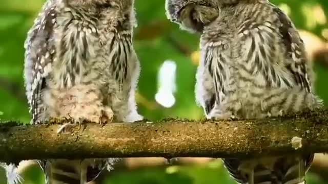 two lovely owls,Two cute owls in love